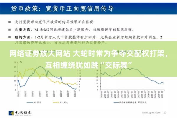 网络证劵放大网站 大蛇时常为争夺交配权打架，互相缠绕犹如跳“交际舞”